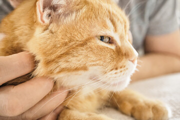 Male petting orange tabby cat, displaying intimacy and companionship between human and animal