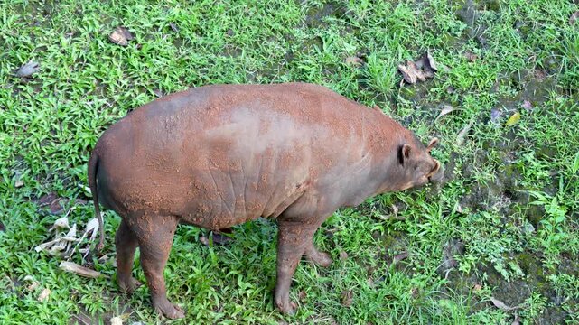 A large Babirusa (Babyrousa) is seen from the side, with its snout close to the ground as it forages in a patch of green grass. The bumpy and textured skin is clearly visible.