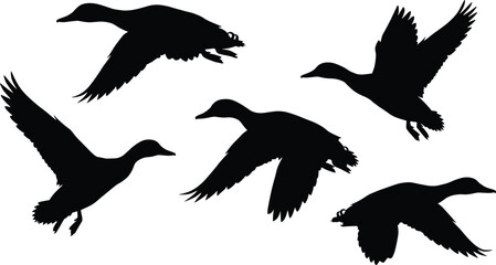 Obraz premium Flying duck silhouette set wild bird in flight black vector illustration collection isolated on white background