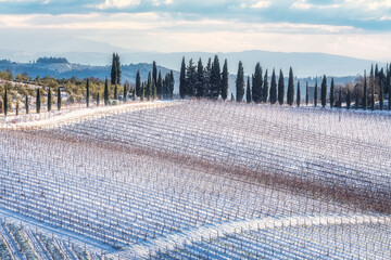 Obraz premium Snowy Chianti Vineyard with Cypresses at Radda in Chianti