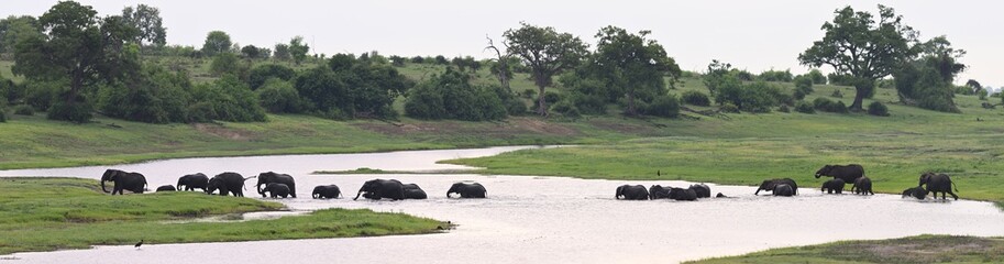 African Elephant Herd Crossing River – Panoramic Safari Landscape © PetrDolejsek