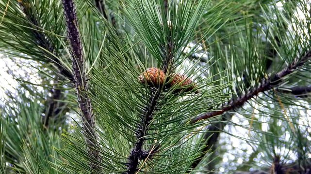pine cones on a tree