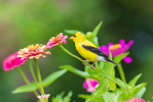 01640-19414 American Goldfinch (Spinus tristis) male on zinnia Marion Co. IL