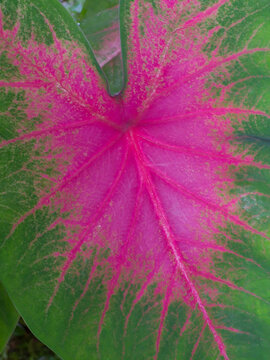 Close up shot of pink green leaf of caladium background