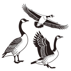 Obraz premium Three geese in different flying and standing positions Vector