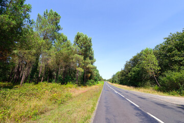 Fototapeta premium D21 country road in Châtellerault Domanial forest