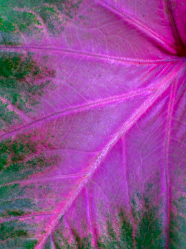 Close up of purple  pink green of caladium leaf background