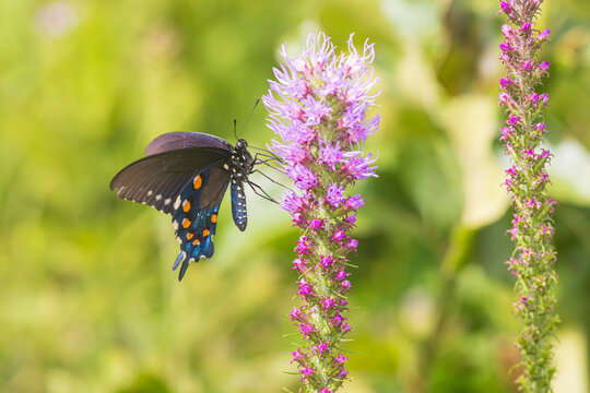 03004-02608 Pipevine Swallowtail (Battus philenor) on Prairie Blazing Star (Liatris pycnostachya) Effingham Co. IL