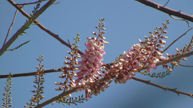 Pink  Gamal, Gliricidia sepium flowers with blue sky background