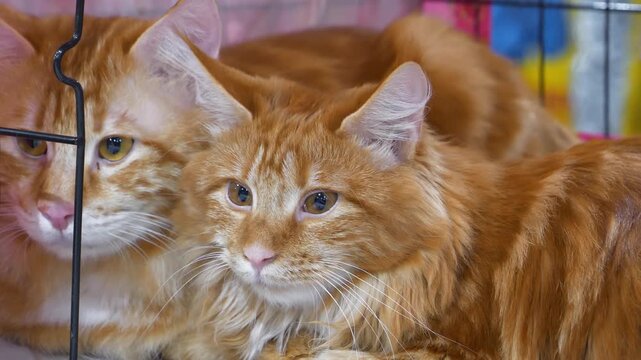 Two Kurilian Bobtails - cats breed originating from Kuril Islands, as well as Sakhalin Island and Kamchatka peninsula