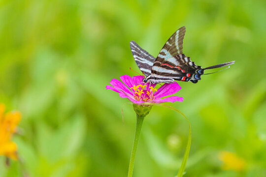 03006-01210 Zebra Swallowtail (Eurytides marcellus) on zinnia sp. Jefferson Co. IL