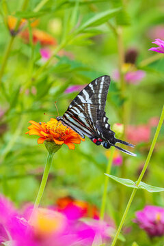 03006-01118 Zebra Swallowtail (Eurytides marcellus) on zinnia sp. Jefferson Co. IL