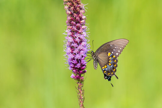 03029-02409 Spicebush Swallowtail (Papilio troilus) on Prairie Blazing Star (Liatris pycnostachya) Effingham Co. IL