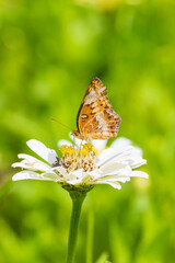 Fototapeta premium 03312-00409 Variegated Fritillary (Euptoieta claudia) on zinnia sp. Jefferson Co. IL