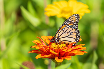 03536-07518 Monarch (Danaus plexippus) on zinnia sp. Jefferson Co. IL © Daybreak Imagery