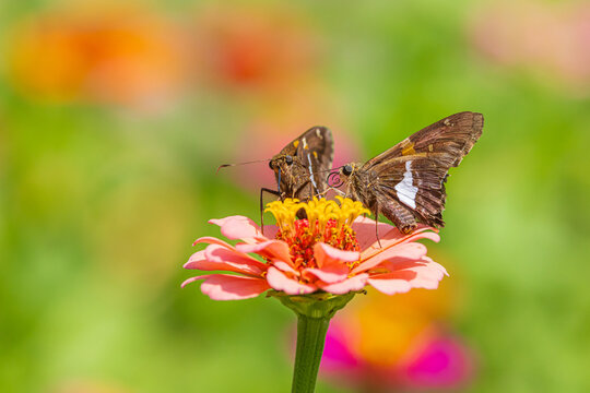03551-01111 Silver-spotted Skippers (Epargyreus clarus) on zinnia Jefferson Co.IL