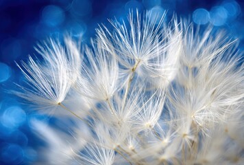 Macro shot of delicate white seed heads against a vibrant blue, blurry background