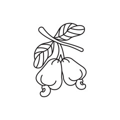 illustration of cashew fruit, cashew icon.