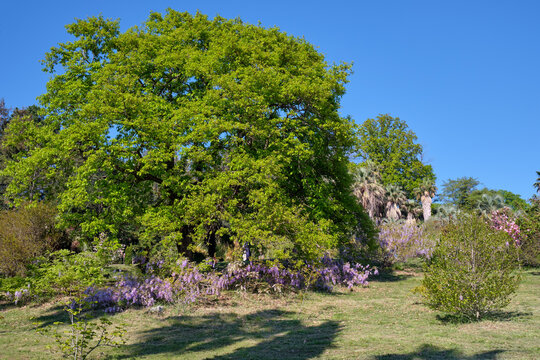 The spring landscape in Sochi Arboretum.