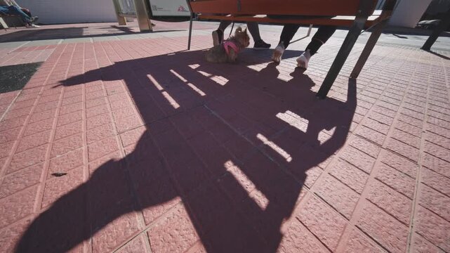 Bench Shadow and Puppy on a Sunny Street