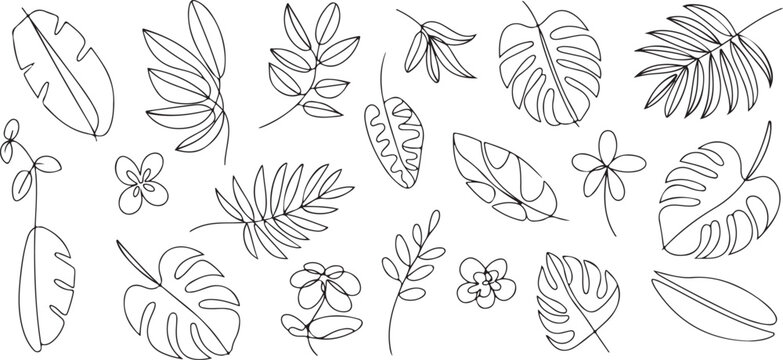 leaf monstera palm banana outlines for pattern and print
