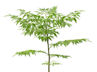 Single green small tree isolated on transparent background. Small plant isolated on transparent background. young plant or young tree isolated on white background. Small tree PNG. Small plant PNG.