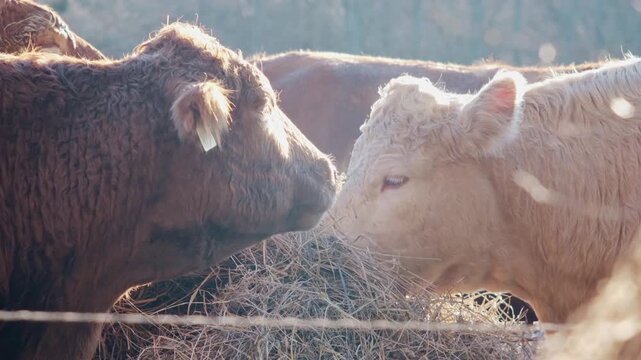 Cows pulling dry hay from a bale during morning feeding. Visible hay particles in backlight create an atmospheric rural farm scene. Authentic livestock behavior in natural golden sunrise conditions.