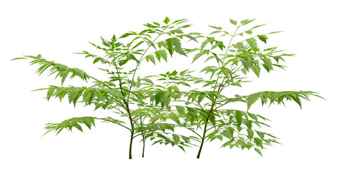 Single green small tree isolated on transparent background. Small plant isolated on transparent background. young plant or young tree isolated on white background. Small tree PNG. Small plant PNG.