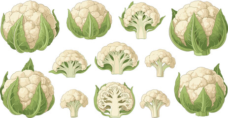 Fresh Cauliflower Vegetable Collection Vector Illustration Featuring Whole Heads and Cut Florets Isolated on White Background © Sujon Shah