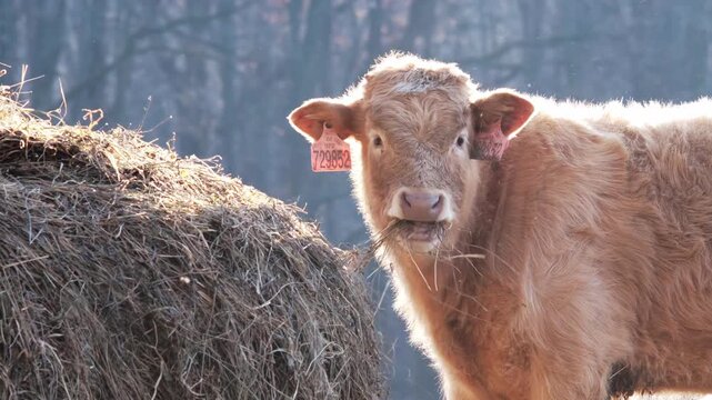 Young cow standing near a hay bale and looking directly at camera while chewing hay. 