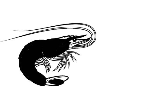 Stylized black and white drawing of a shrimp with long antennae
