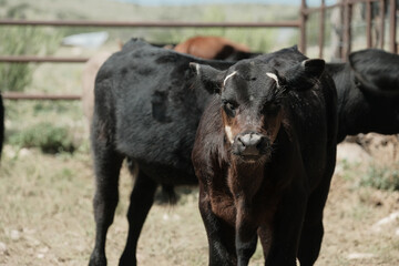 Black calves on ranch for agriculture beef industry concept.