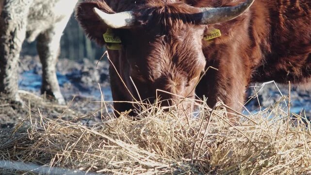 Close-up of a brown cow feeding on hay during early morning pasture time. Warm sunrise light highlights the texture of the fur and dry straw, creating a calm rural farm atmosphere.