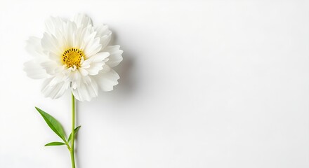 Obraz premium Beautiful single white flower featuring layered petals and a textured yellow heart against a clean, bright white studio backdrop.