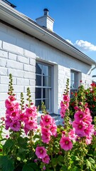 Pink hollyhocks bloom in front of a white brick house under a bright blue sky