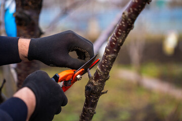 Pruning Tree Branch