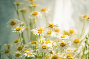 Close-up of delicate white daisies with yellow centers blooming in soft natural light © Ann Stryzhekin