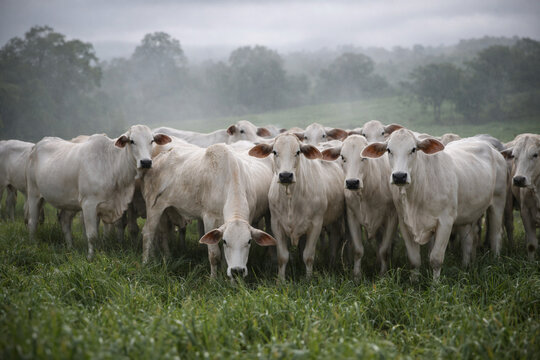 Rebanho de gado nelore na chuva em pastagem rural