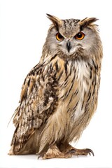 Majestic eurasian eagle-owl with striking orange eyes and intricate feather patterns