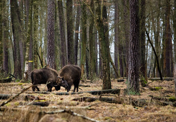 Stado żubrów w starym ciemnym lesie © kubikactive