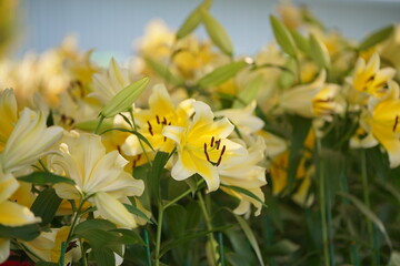 Fototapeta premium Yellow lily flowers blooming in garden resembling smiling faces. Cheerful floral background with positive emotion, happiness concept, vibrant spring summer nature scene and ornamental plants.
