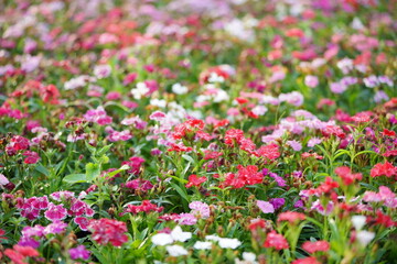 Obraz premium Colorful cosmos flowers blooming in garden field with pink, white and purple blossoms. Vibrant wildflower background, natural floral texture, spring summer nature landscape concept.