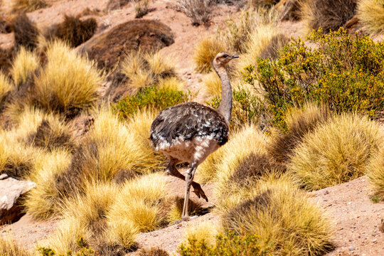 Darwin's Rhea (Rhea pennata), known as Suri, walking through the high-altitude Puna grasslands in Argentina. Wild flightless bird in the Andes.
