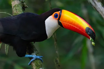 Fototapeten Tukan Toco Toucan perched on a branch in Iguazu. Vibrant tropical bird with a large orange beak in the rainforest of Misiones, Argentina.  © Valentin