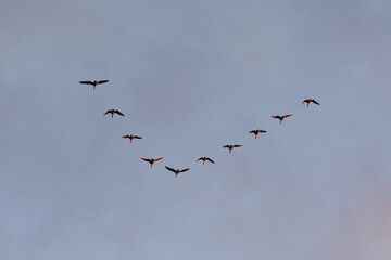 Wildgänse in Keilformation im goldenen Abendlicht vor klarem Himmel – minimalistische Szene mit Textfreiraum © Andre