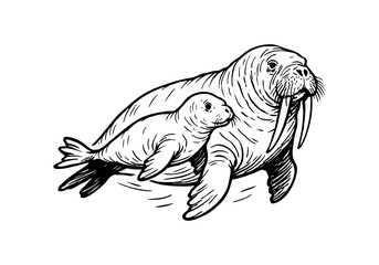 Walrus hand drawn simple sketch vector illustration