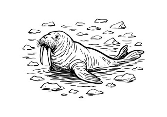 Walrus hand drawn simple sketch vector illustration