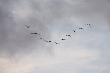 Wildgänse im Abendflug in Keilformation vor grauem Wolkenhimmel mit großem Textfreiraum © Andre