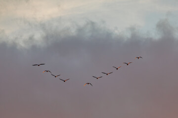 Wildgänse in Keilformation vor dramatischer Wolkenbank im Abendlicht – minimalistische Himmelslandschaft © Andre