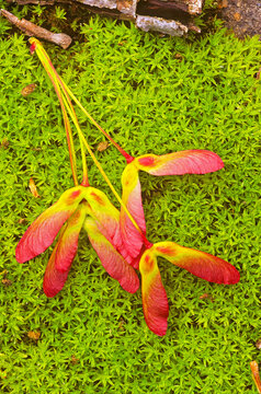 Red maple, Acer rubrum, samaras